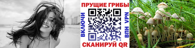 Купить закладки  Михайловка  Псилоцибиновые грибы мицелий 